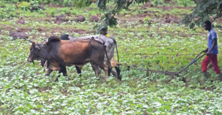 Région cotonnière de Houndé: quand des veuves « cultivent » leur avenir dans l’or banc