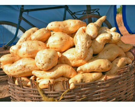 Fête de patate douce à Goabga: la première édition a tenu ses promesses