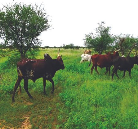Récupération des terres dégradées dans le Liptako : une source de revenu fiable et de sécurité alimentaire