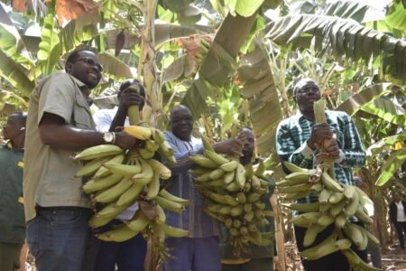 Burkina Faso : L’Initiative Présidentielle IP-P3A gagne le pari de la banane plantain à Nafasso