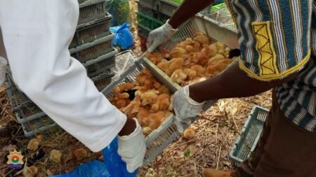 Deuxième Légion de Gendarmerie : Saisie d’une importante quantité de poussins frauduleux par la brigade de recherches de Gaoua